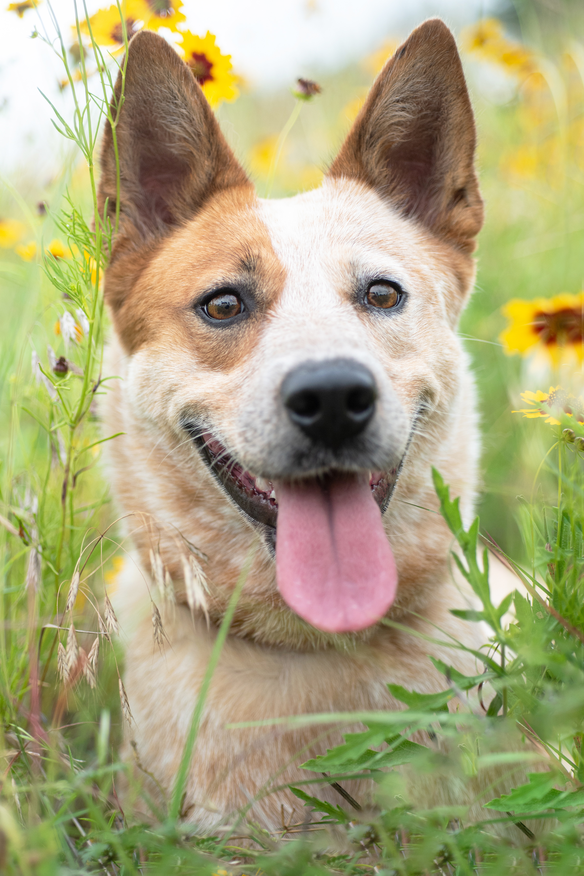 Pumpkin, a Red Heeler mix, in a wildflower field
