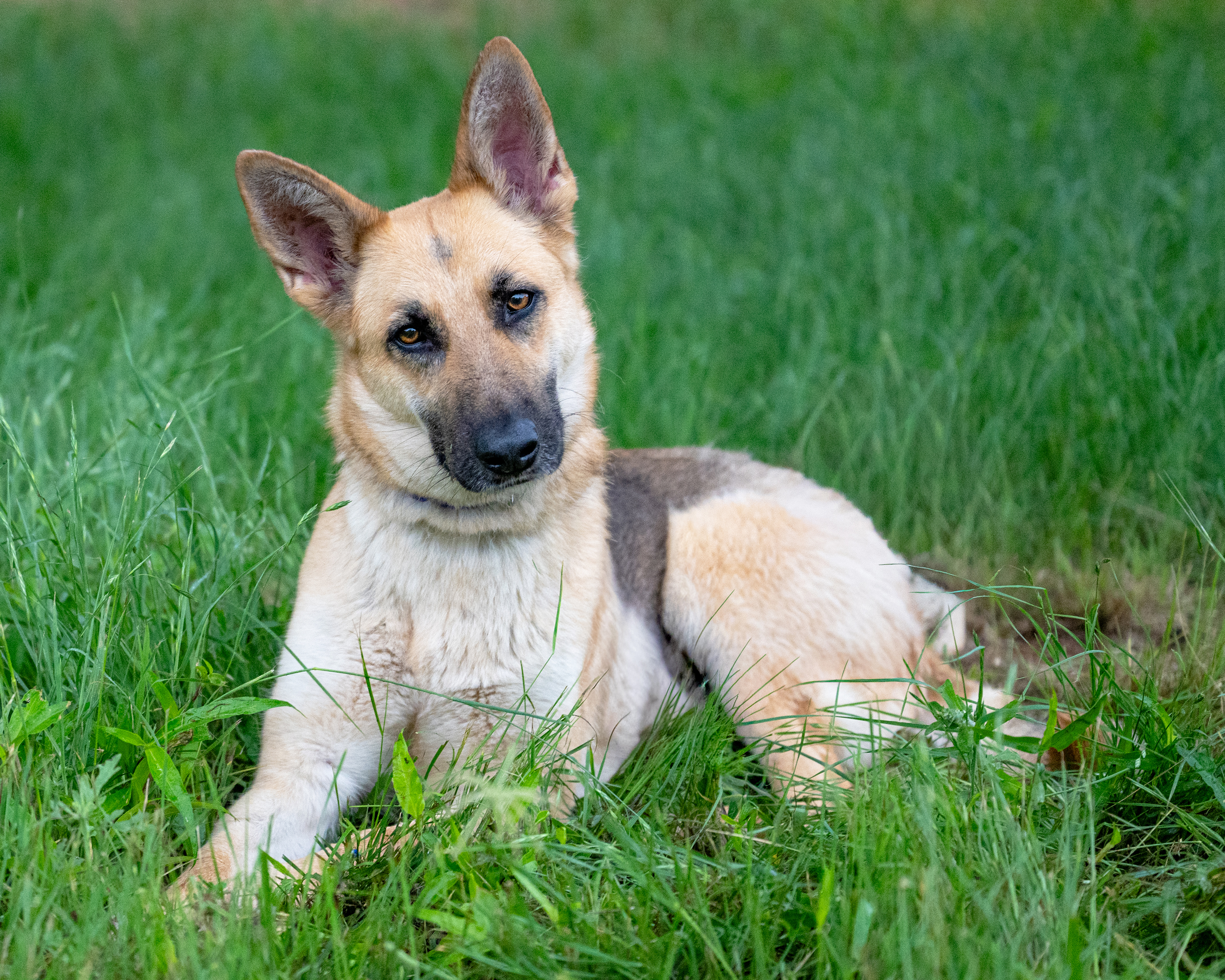 Rhea, a young German Shepherd mix with warm amber eyes, available for adoption from Second Chance Mason Animal Rescue