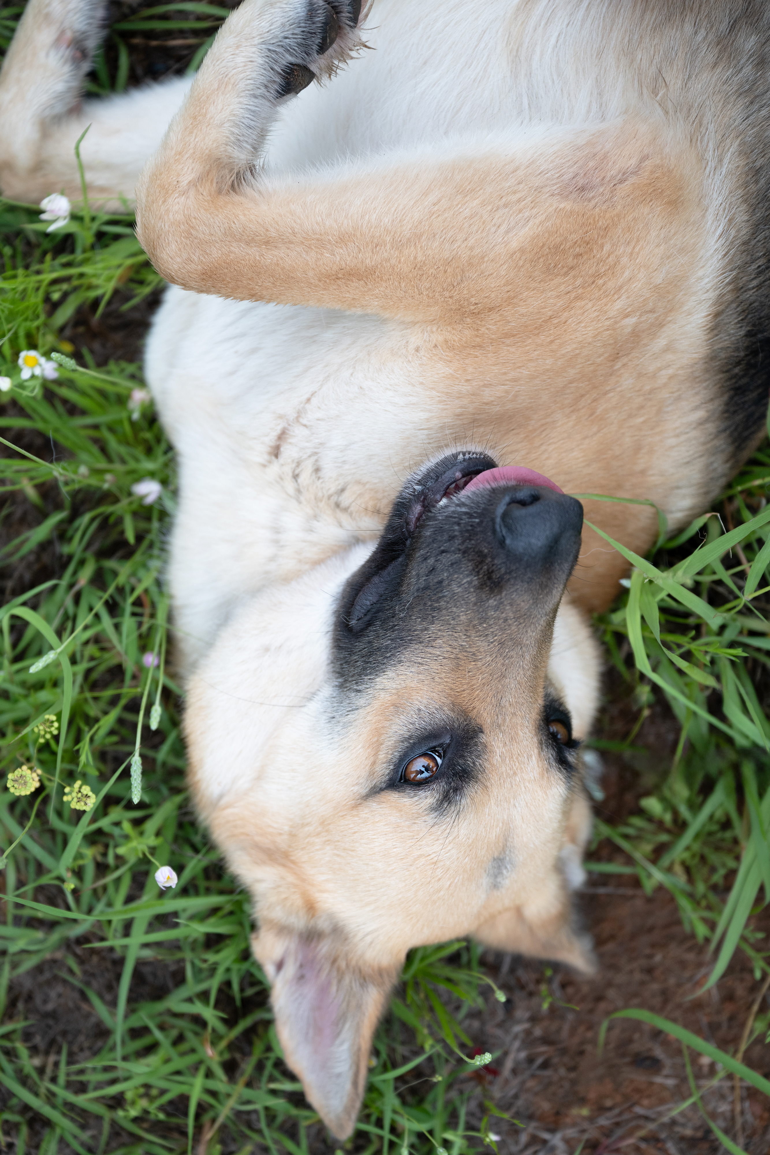 Rhea, Pet of the Week from Second Chance Mason Animal Rescue