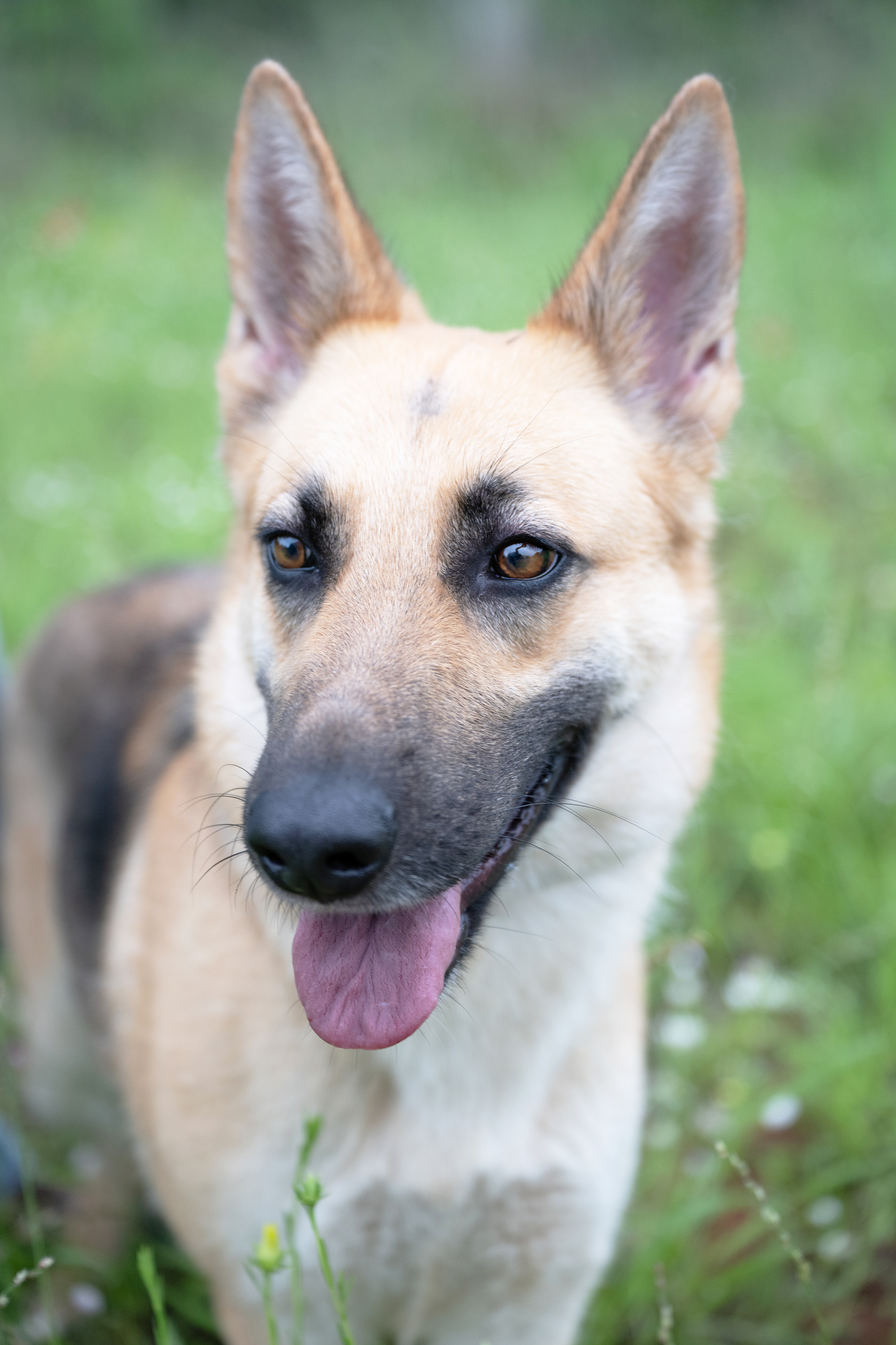 Rhea, a young shepherd mix available for adoption at Second Chance Mason Animal Rescue
